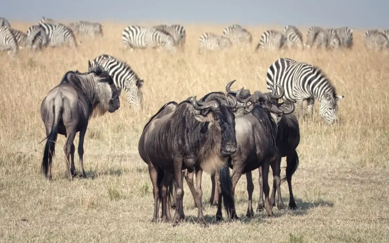 Best eSIM for Kenya: a herd of wildebeest and zebras grazing in the Maasai Mara