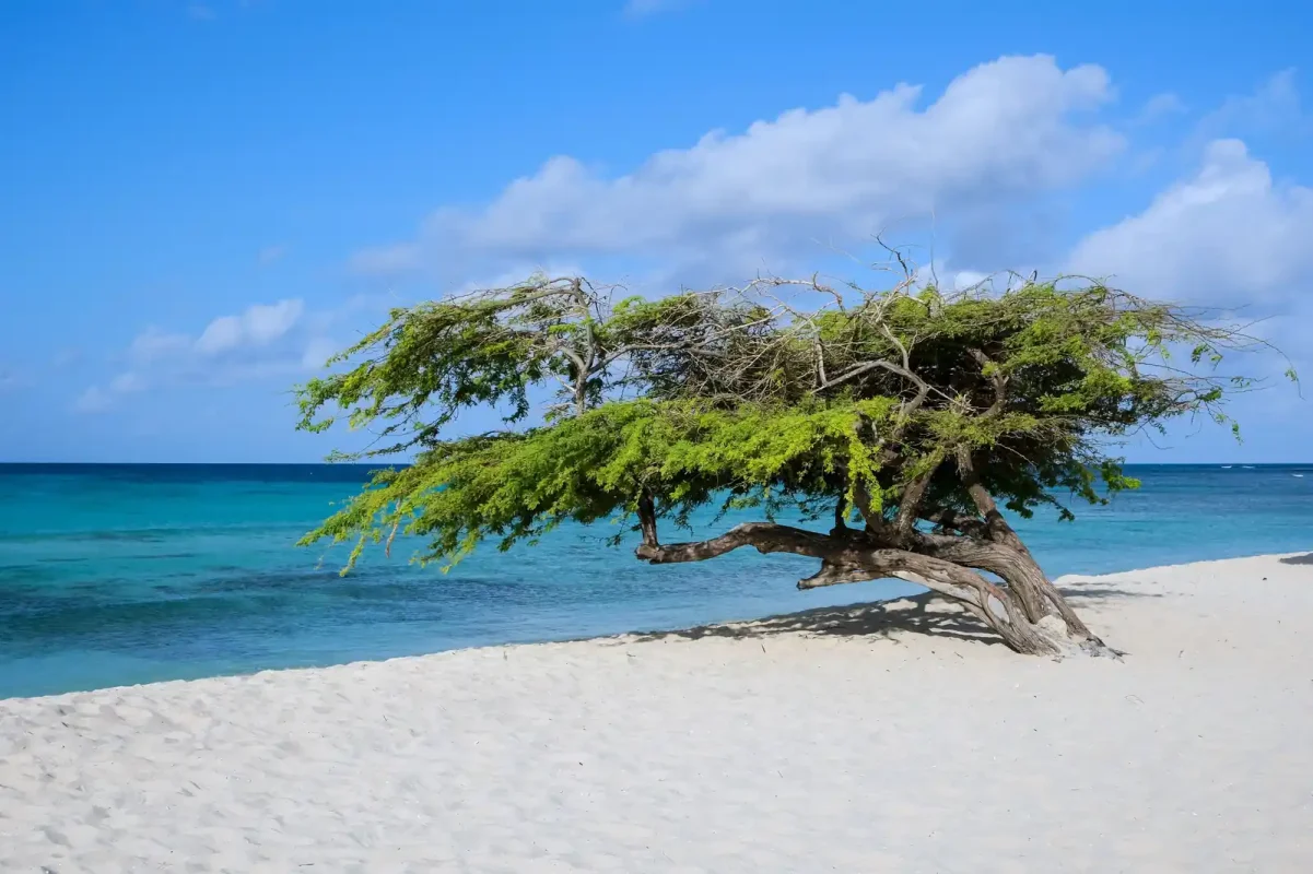 Best eSIM for Aruba: hero beach